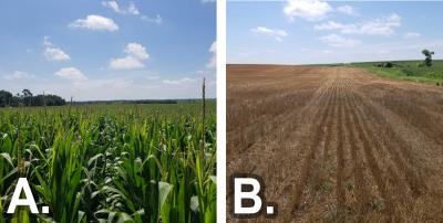 Two photos of field progress as of July 31, 2020. The first is labeled “A” and shows a cornfield with corn in the R2 reproductive growth stage. The second is labeled “B” and shows a winter wheat field in the harvested stage.