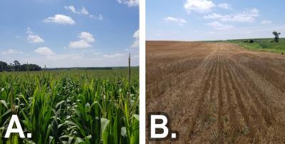 Two photos of field progress as of August 7, 2020. The first is labeled “A” and shows a cornfield with corn in the R3 growth stage. The second is labeled “B” and shows a winter wheat field in the harvested stage.
