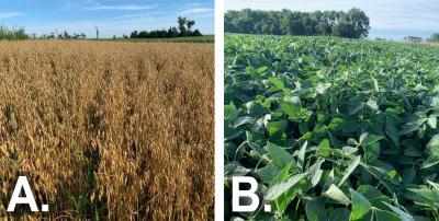 Two photos of field progress as of August 7, 2020. The first is labeled “A” and shows an oats field with oats in the mature stage. The second is labeled “B” and shows soybeans in the R3 growth stage.