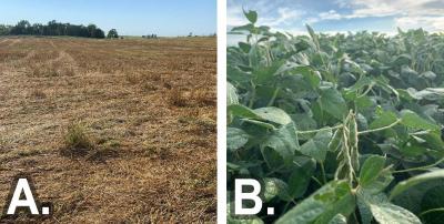 Two photos of field progress as of August 24, 2020. The first is labeled “A” and shows an oats field with oats in the harvested stage. The second is labeled “B” and shows soybeans in the R5 growth stage.