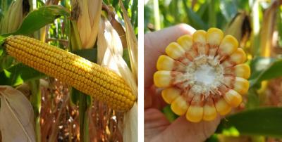 Two photos of corn. The first shows an ear on a corn plant in the R-5 growth stage. The second shows a cob split in half to show its growth progress.