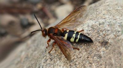 A large wasp with a red thorax and a black and yellow striped abdomen resting on a rock.