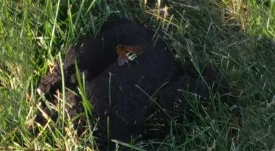 A large wasp digging in a mound of soil that is surrounded by mowed grass.