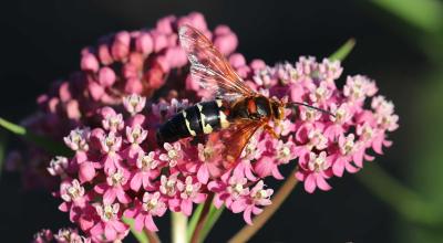 A large wasp on a pink flower.