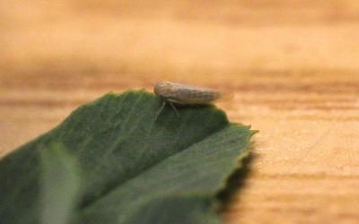 Small pale green leafhopper on a green alfalfa leaf.