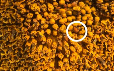 Several red-brown colored weevils crawling on the yellow florets of a sunflower.