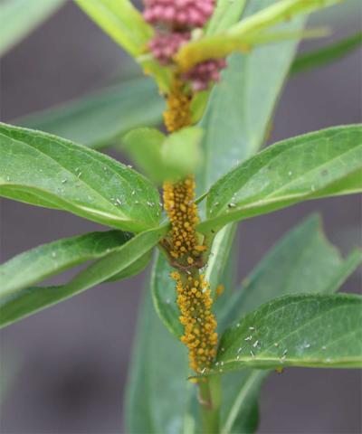 Bright yellow insects present on the stem of a milkweed plant.