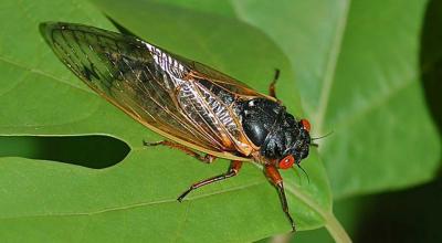 Black cicada with red eyes, orange legs and orange wing veins.