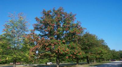 Green tree with clusters of brown leaves at the ends of most of the branches.