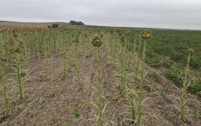 Sunflower stalks with no leaves.
