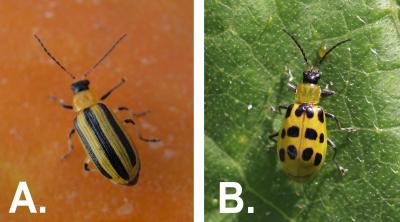 Left: Yellow beetle with a black head and three distinct black stripes on the back. Right: Yellow beetle with a black head and twelve black spots on the back.