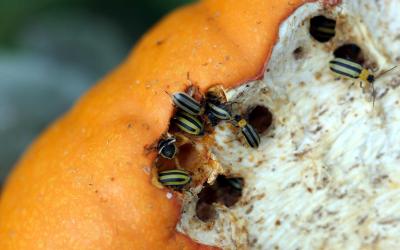 A group of yellow and black striped beetles feeding on an orange pumpkin.