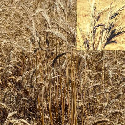 A dried down winter wheat with taller volunteer rye plants in the middle of the field infested with ergot- blackened fungal mass that resembles mice droppings.