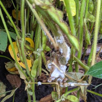 A soybean plant with cotton white mycelia girdling the lower portions of the stem amidst healthy soybean plants.