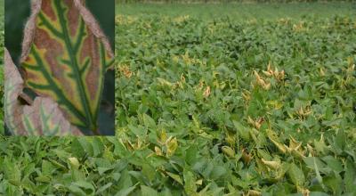 A soybean field with some plants having yellowing leaves due to sudden death syndrome infection. The inset-picture shows a close-up of advanced SDS symptoms on a leaf with dead tissue between green leaf veins.