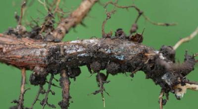 A picture of the upper part of the taproot with bluish mycelia, which is a confirmation sign of the sudden death syndrome pathogen.