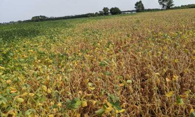 A soybean field with plants yellowing and dropping leaves in larger portion of the field while the rest of the field has green soybean plants.