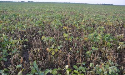 A soybean field with wilting plants due to stem canker.