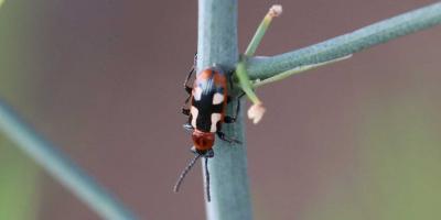 Orange and black beetle with white spots on elytra. It is climbing on an asparagus stem.