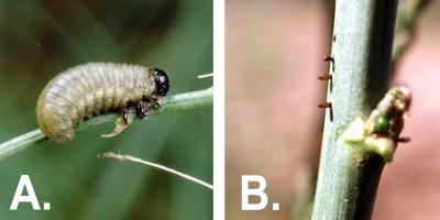 Left: Light gray or cream-colored larva with a black head and legs feeding on an asparagus stem. Right: Dark brown cylindrical shaped eggs laid in rows on a green stem.