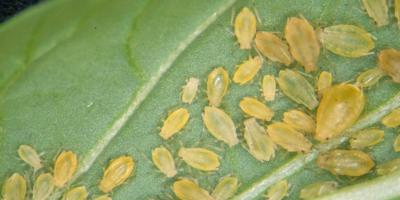 Green-yellow aphids on a green leaf.