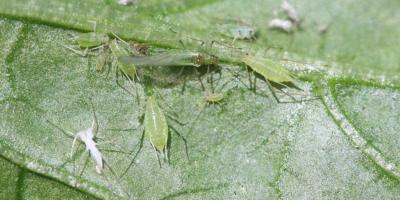 Green aphids on a green leaf.