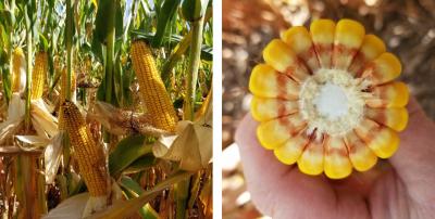 Two photos of corn progress as of September 7, 2020. The first shows a field in the R5 growth stage. The second shows an ear split in half.