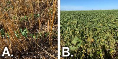 Two photos of field progress as of September 7, 2020. The first is labeled “A” and shows an oats field that has been harvested with cover crops seeded. The second is labeled “B” and shows soybeans in the R7 growth stage.