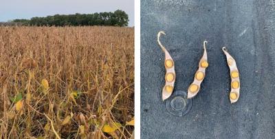 Two photos of soybean field progress as of September 21, 2020. The left shows a soybean field in the R8 growth stage. The right shows three soybean pods very close to full maturity.