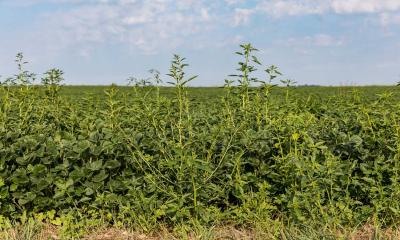 Waterhemp growing at he edge of a soybean field nearing harvest.