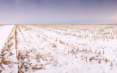 Harvested, snow-covered corn field.