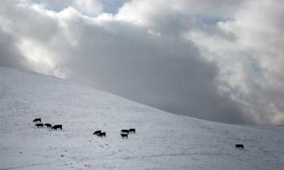 Group of angus cattle grazing winter pasture.