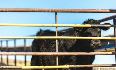 A black calf isolated in a feedlot.