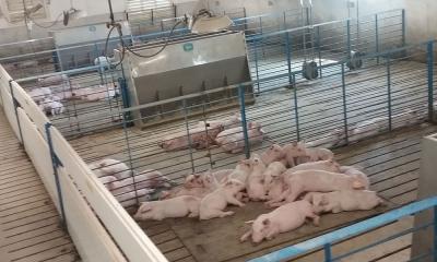 Group of pigs lying in a pile inside a wean-to-finish facility.