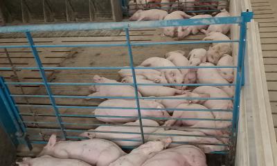 Group of pigs lying in alongside one another in a wean-to-finish facility.