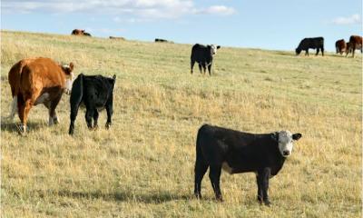 A small herd of cattle grazing a hilly pasture in early fall.