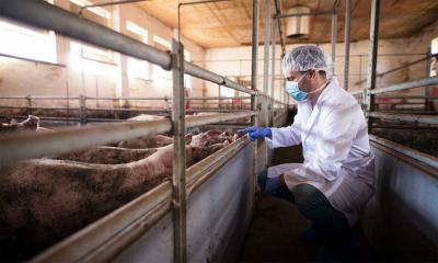 A hog farm employee wearing a mask, hairnet, and gloves. He is inspecting a group of pigs.