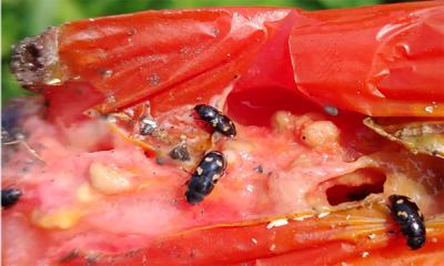 Black beetles with orange or yellow spots feeding on a ripe tomato.