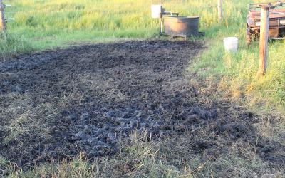 Watering area near pastureland with trampled grass and exposed soil.