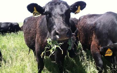 Mature cow eating Canada goldenrod in a pasture.