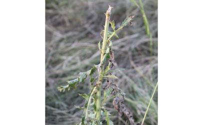 A Canada thistle plant with missing leaves and stem due to grazing.