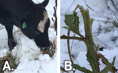 Left: A yearling heifer grazes on Canada thistle after a mid-October snowfall. Right: A mature thistle grazed in mid-October.