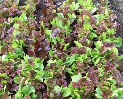 Loose-leaf lettuce growing in a garden with colors ranging from bright green to dark red.