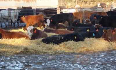 Group of mixed feedlot cattle resting in straw bedding during winter weather.