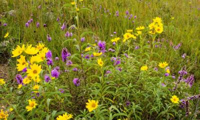Variety of South Dakota native plants.