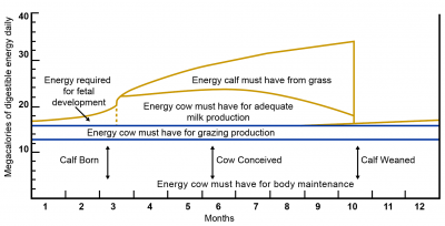 Line graph outlining seasonal energy requirements of the beef cow and calf. For a complete description, call SDSU Extension at 605-688-4792.
