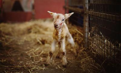 A newborn lamb.