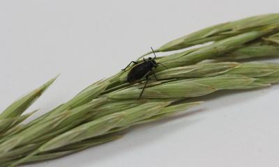 A small black bug with tan margins on the wings. This insect is resting on a grass seed head.