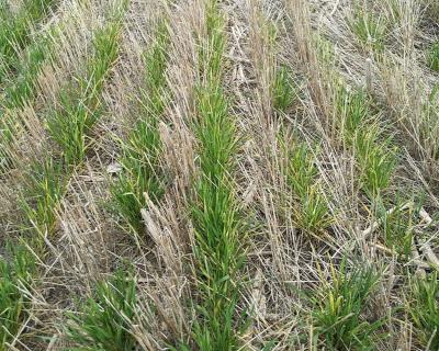Winter wheat plants at the tillering growth stage with leaves yellowing as a result of wheat streak mosaic virus infection.