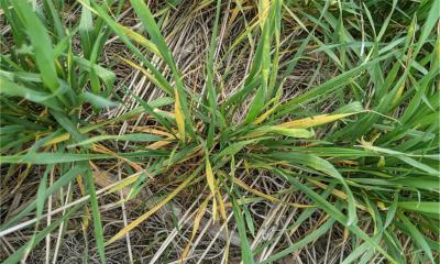 A winter wheat plant with lower leaves showing severe yellowing due to wheat streak mosaic virus. The symptomatic plant is between two healthy plants.